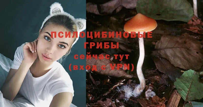 Псилоцибиновые грибы Magic Shrooms  Курчатов 